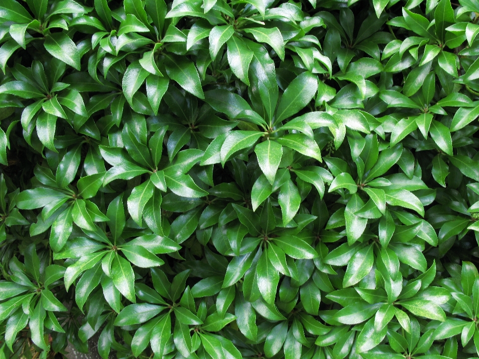 árbol planta hoja flor