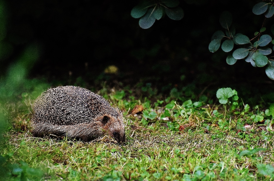 Nature herbe mignon mousse
