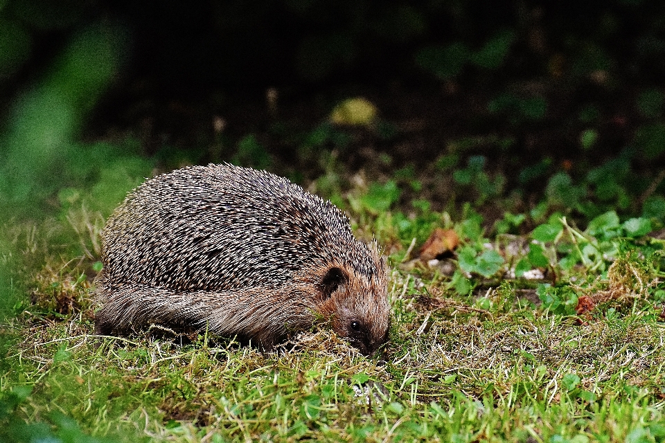 Nature herbe mignon mousse
