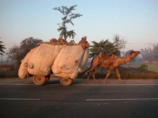 Landscape highway camel high Photo