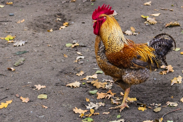 Bird farm pen village Photo