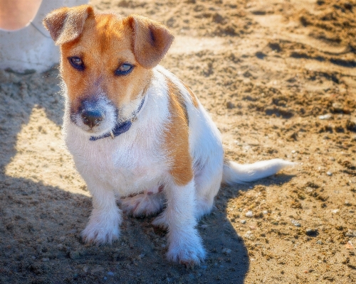 Nature puppy dog animal Photo