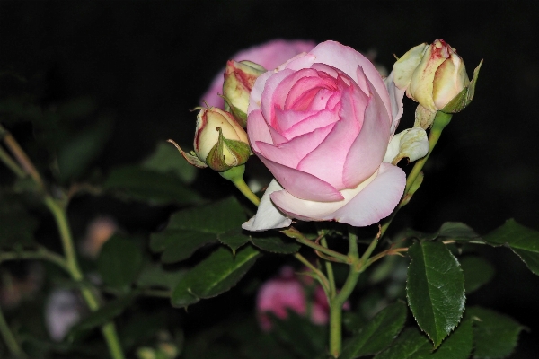 花 植物 夜 花弁 写真