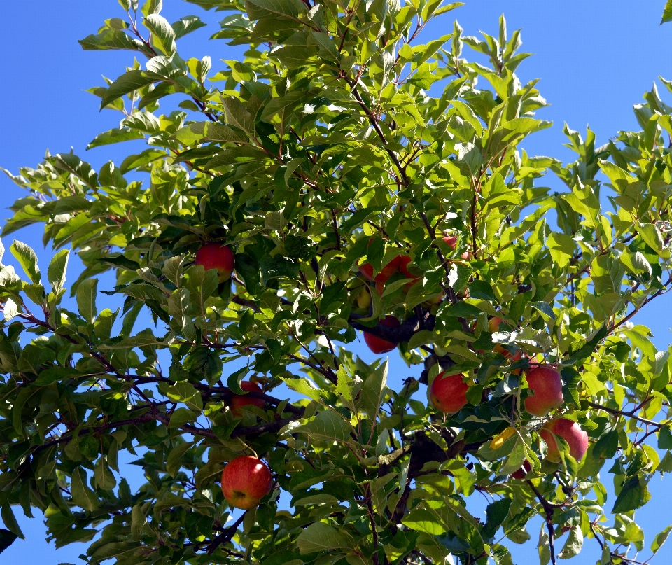 Apple albero natura ramo