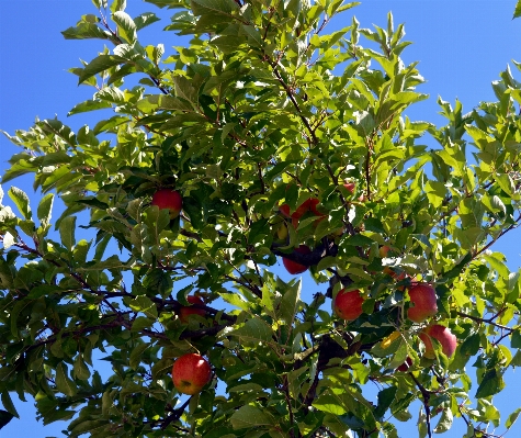 Apple tree nature branch Photo