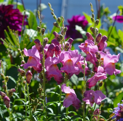 Nature blossom plant flower Photo