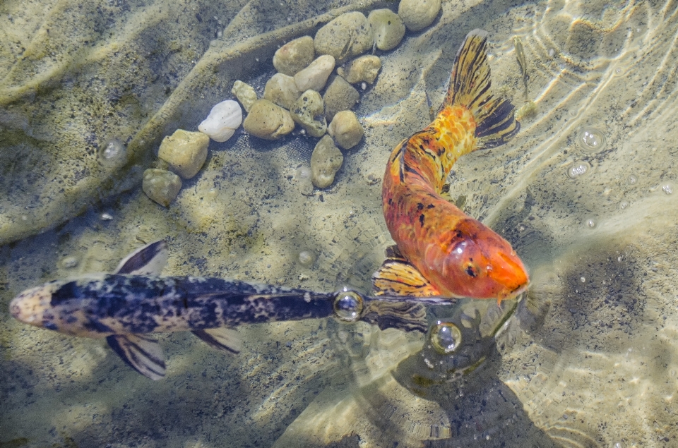 城市 生物学 鱼 fauna