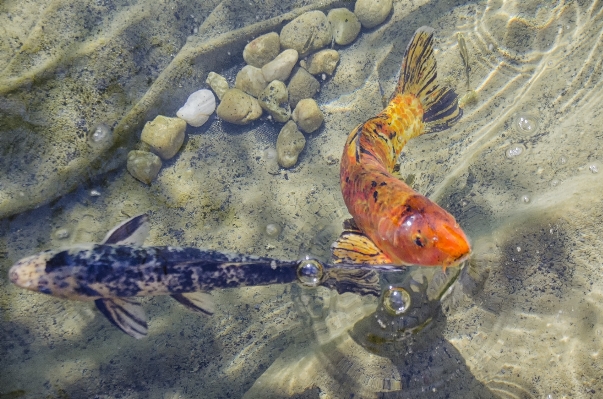 City biology fish fauna Photo