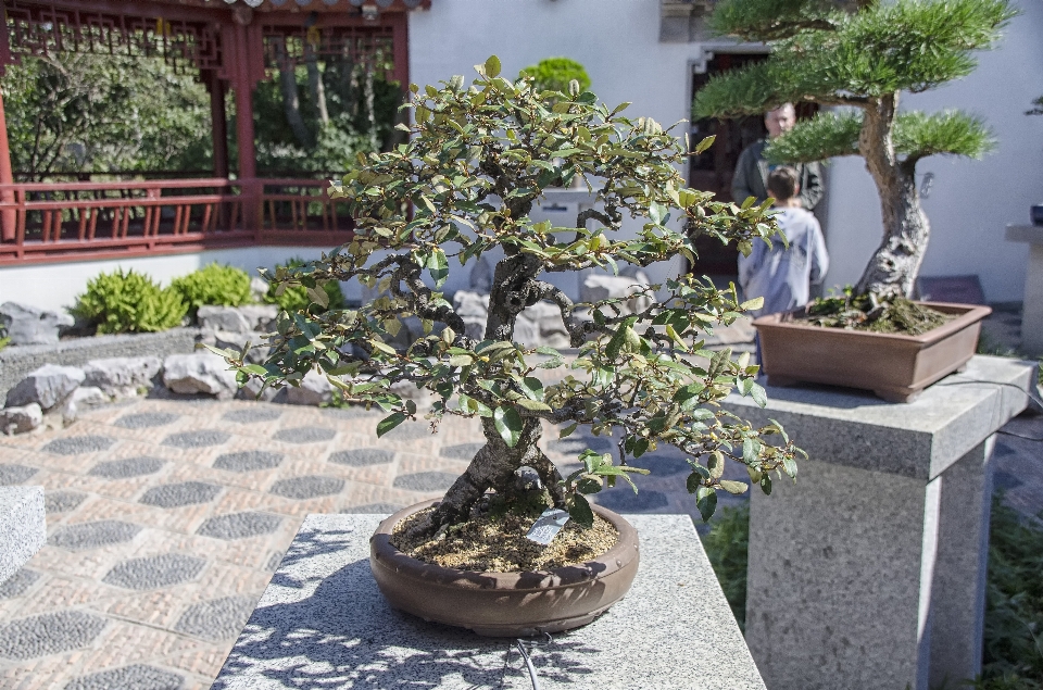 Albero pianta fiore città