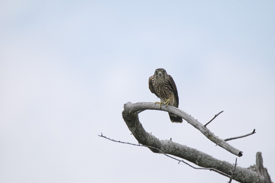 Branch bird wing beak