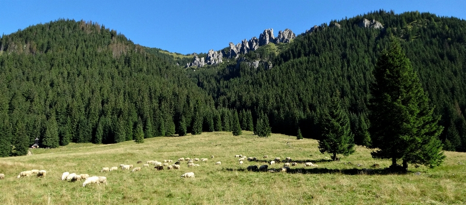 Paisaje árbol naturaleza bosque