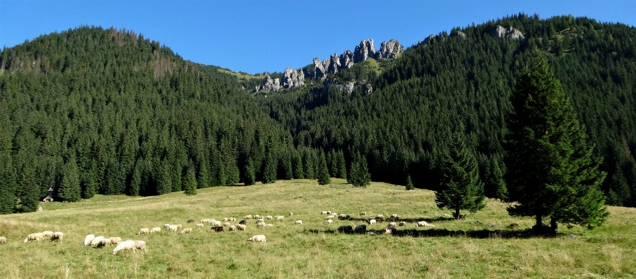 Zdjęcie Krajobraz drzewo natura las