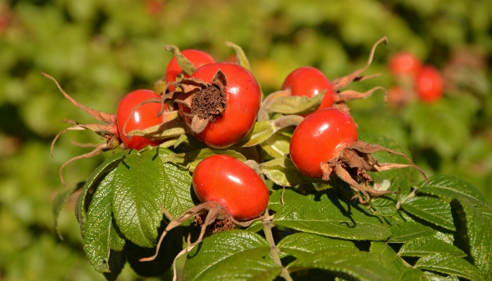 Foto Ramo pianta frutta fiore