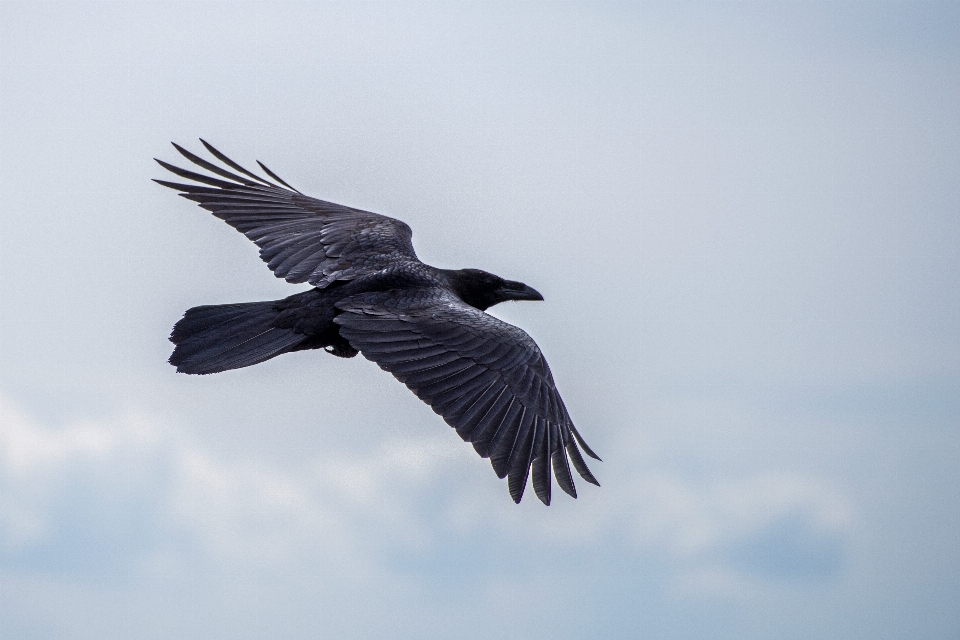 Uccello ala cielo becco