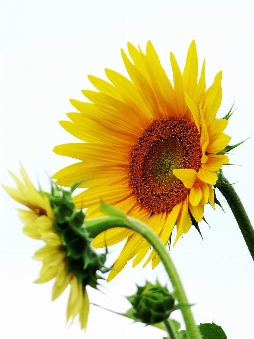 Nature plant field flower