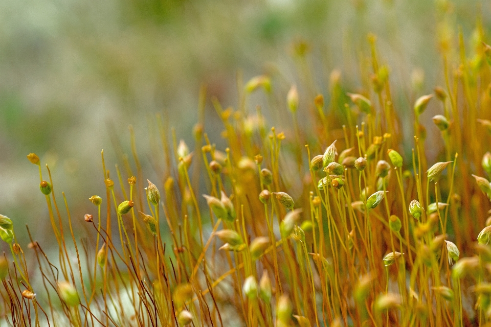 Paisagem natureza grama filial