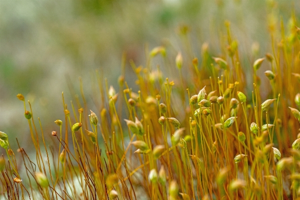 Landscape nature grass branch Photo