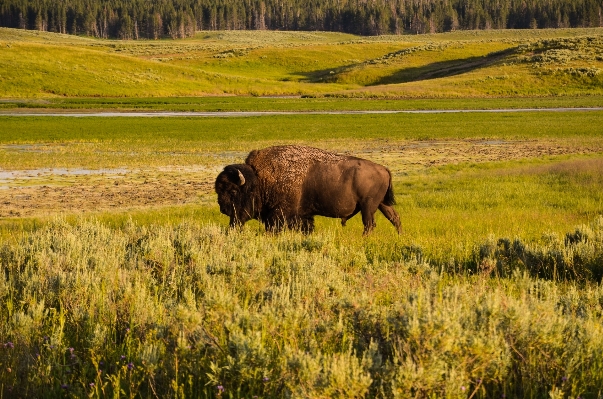 Nature grass field meadow Photo