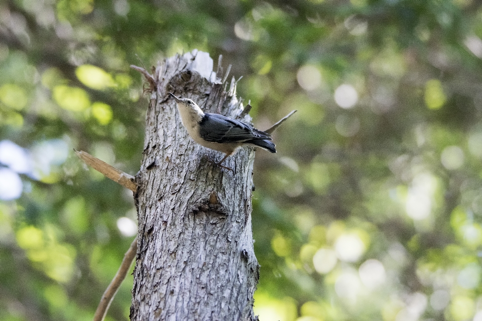 Tree nature branch bird