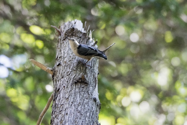 Zdjęcie Drzewo natura oddział ptak