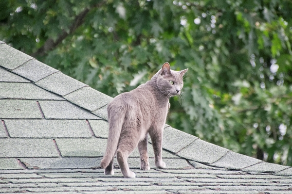 Foto Animais selvagens gato mamífero fauna