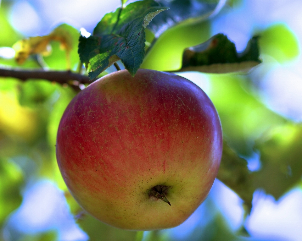 Apple arbre nature bifurquer