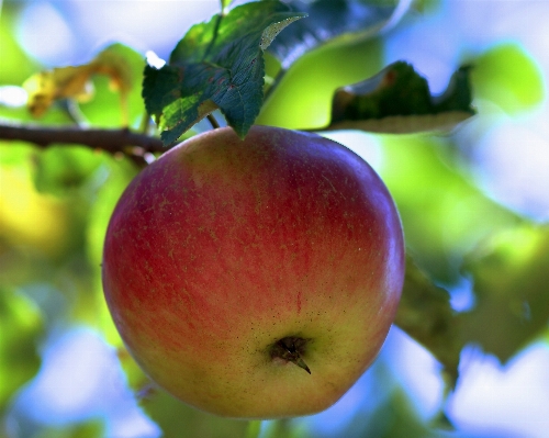 Apple tree nature branch Photo