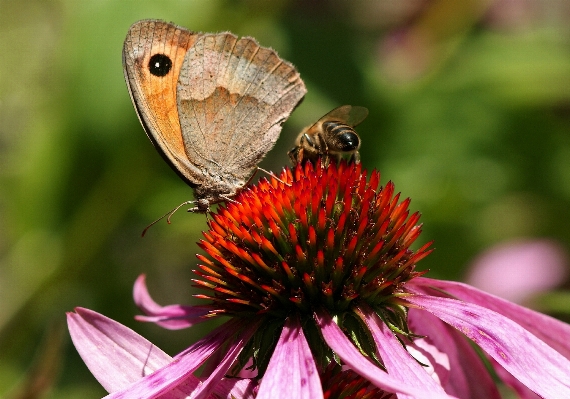 Photo Nature fleurir aile usine