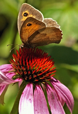 Photo Nature fleurir aile usine