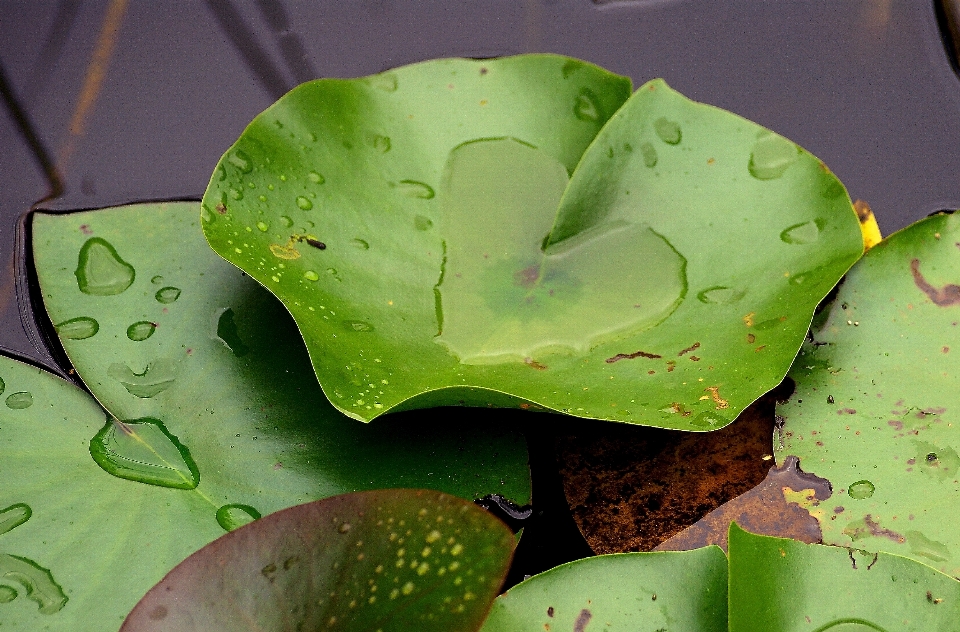 Eau nature usine pluie