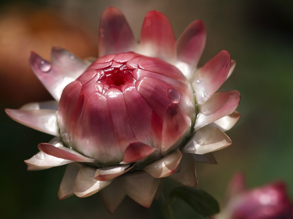 Nature blossom light structure