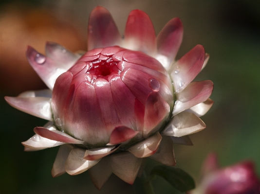 Nature blossom light structure Photo