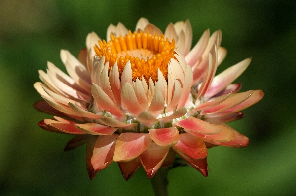 Nature blossom light structure Photo