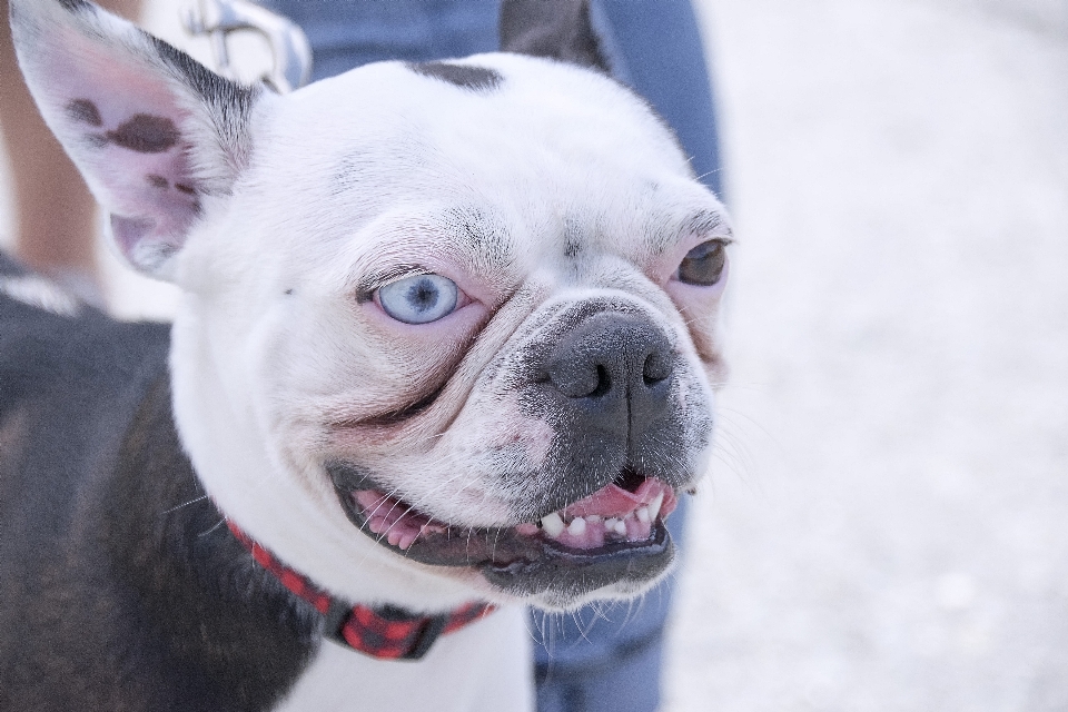 Chiot chien urbain mammifère