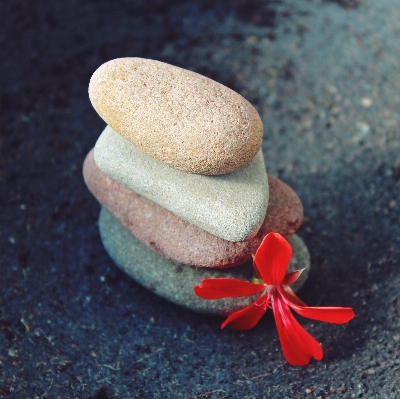 Nature blossom leaf flower Photo