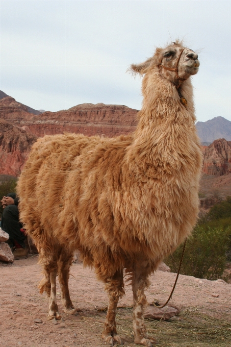 Pasture mammal fauna llama