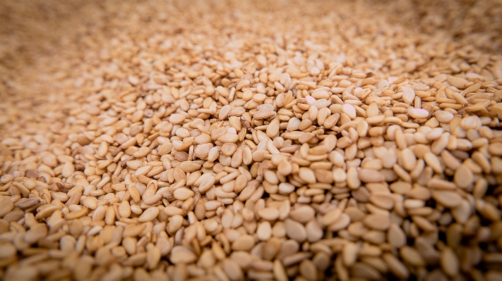 Plant wheat food produce Photo