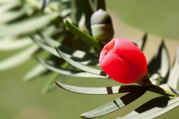 Branch blossom plant fruit Photo