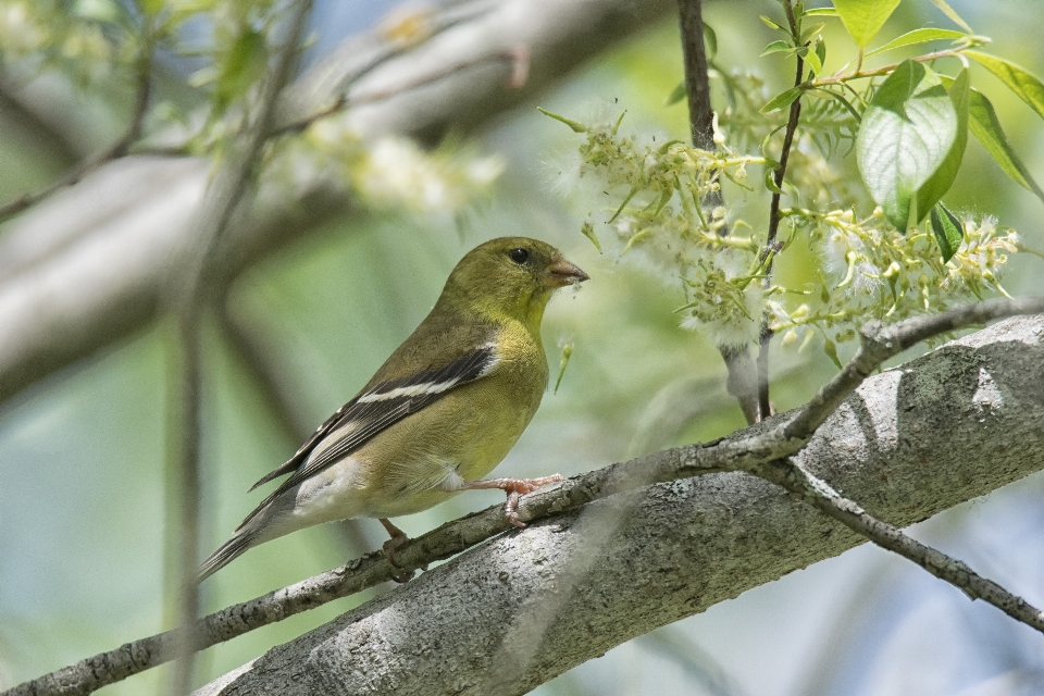 Natureza filial pássaro animais selvagens