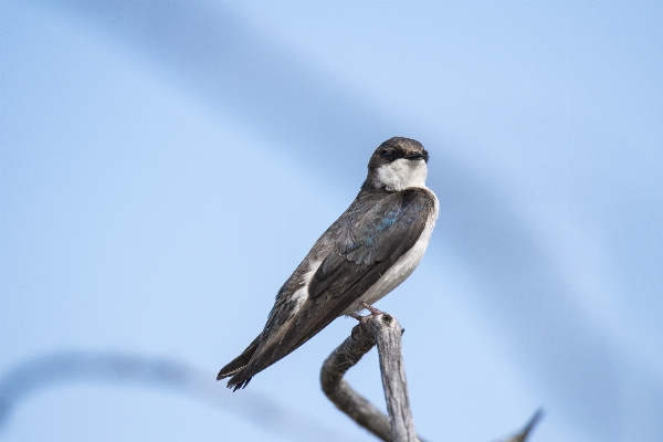 木 ブランチ 鳥 野生動物 写真