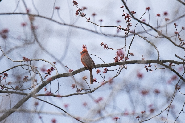 Tree nature branch blossom Photo