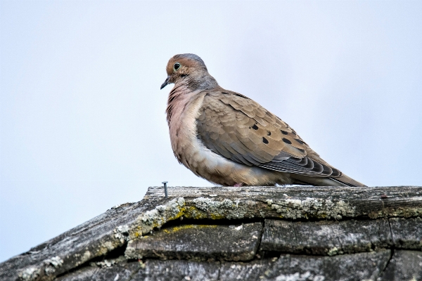 Nature bird wing wildlife Photo