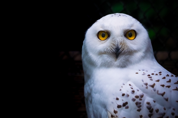 Vogel tier zoo schnabel Foto