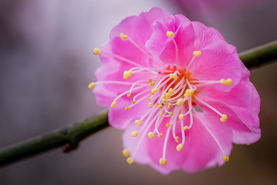 Natur zweig blüte anlage