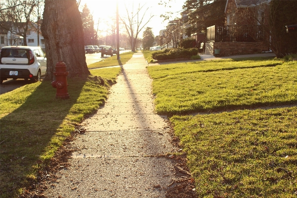 Landscape tree nature pathway Photo