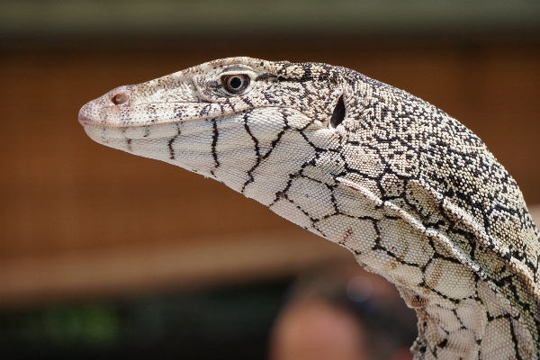 Foto Margasatwa reptil fauna kadal