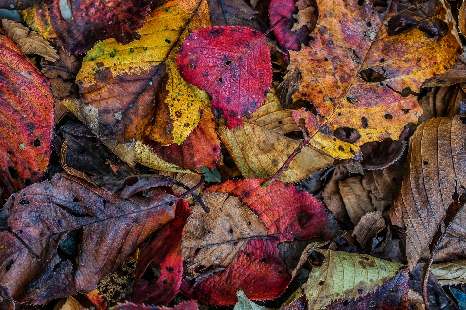 Blatt blume farbe herbst