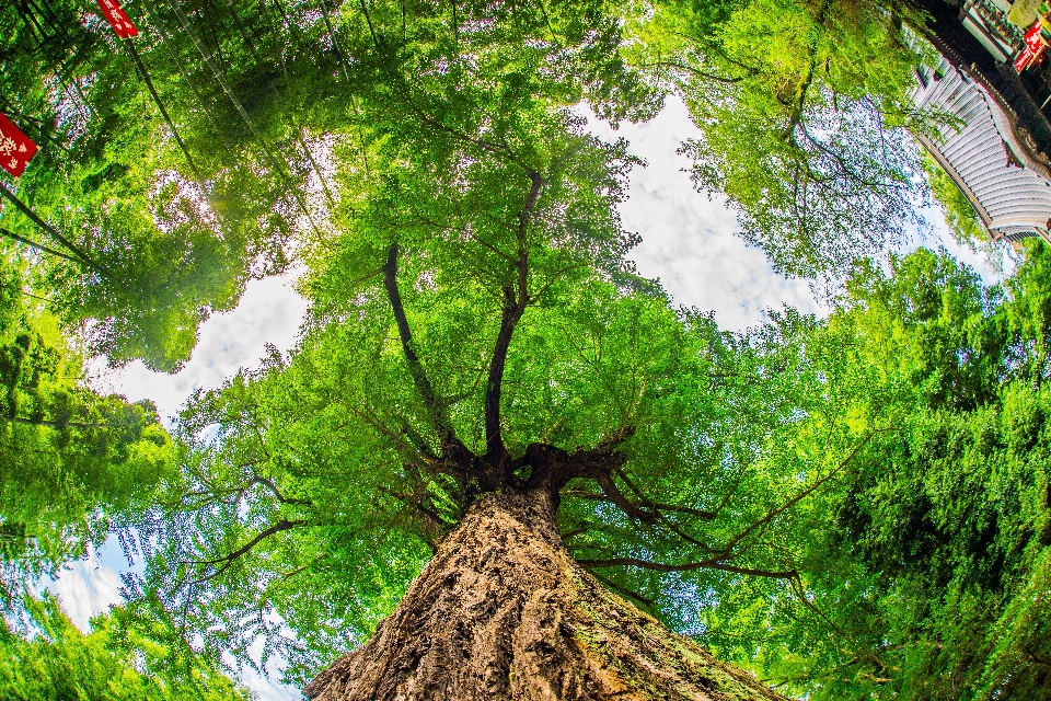 Pohon alam hutan cabang