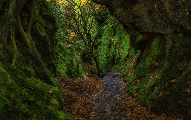 Tree nature forest rock Photo