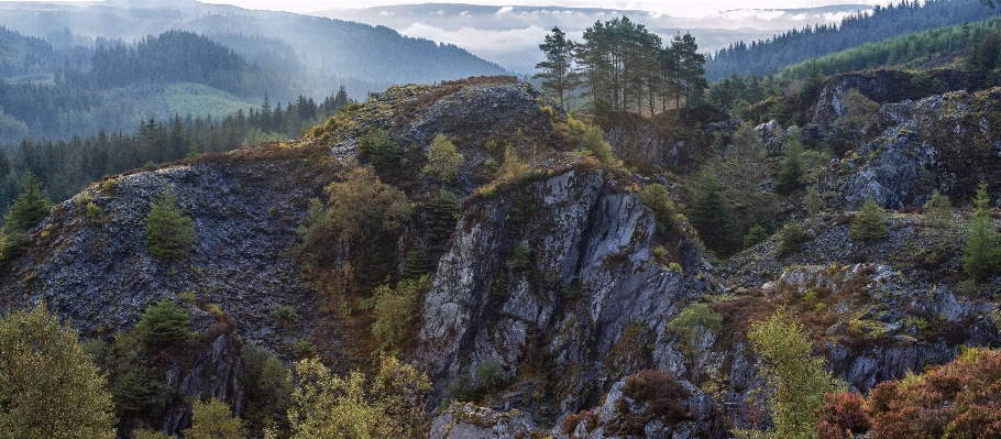 Landscape tree forest wilderness Photo